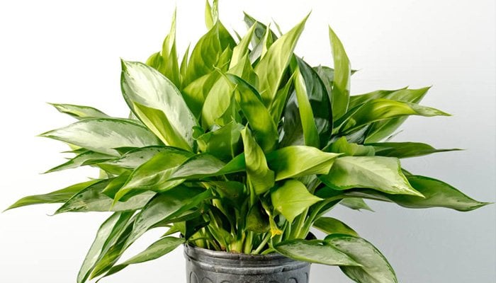 Chinese Evergreen Indoor Plant