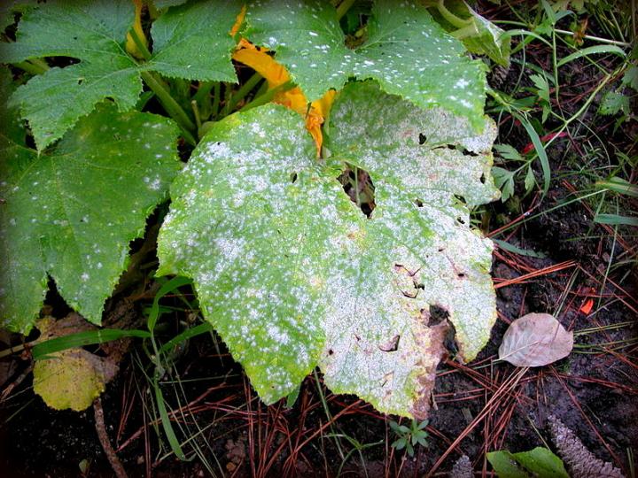 Powdery mildew completely covering this leaf. It will spread quickly to the rest of the plant if left unchecked. Photo by Pollinator