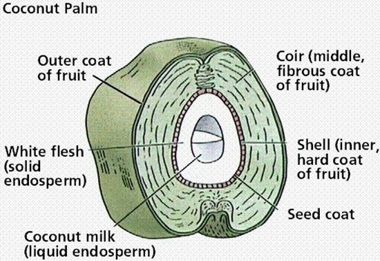 Inside of a coconut